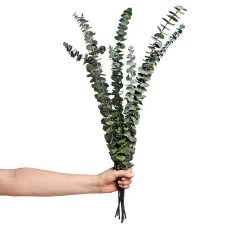 Bunch Eucalyptus Minipress Preserved 70cm